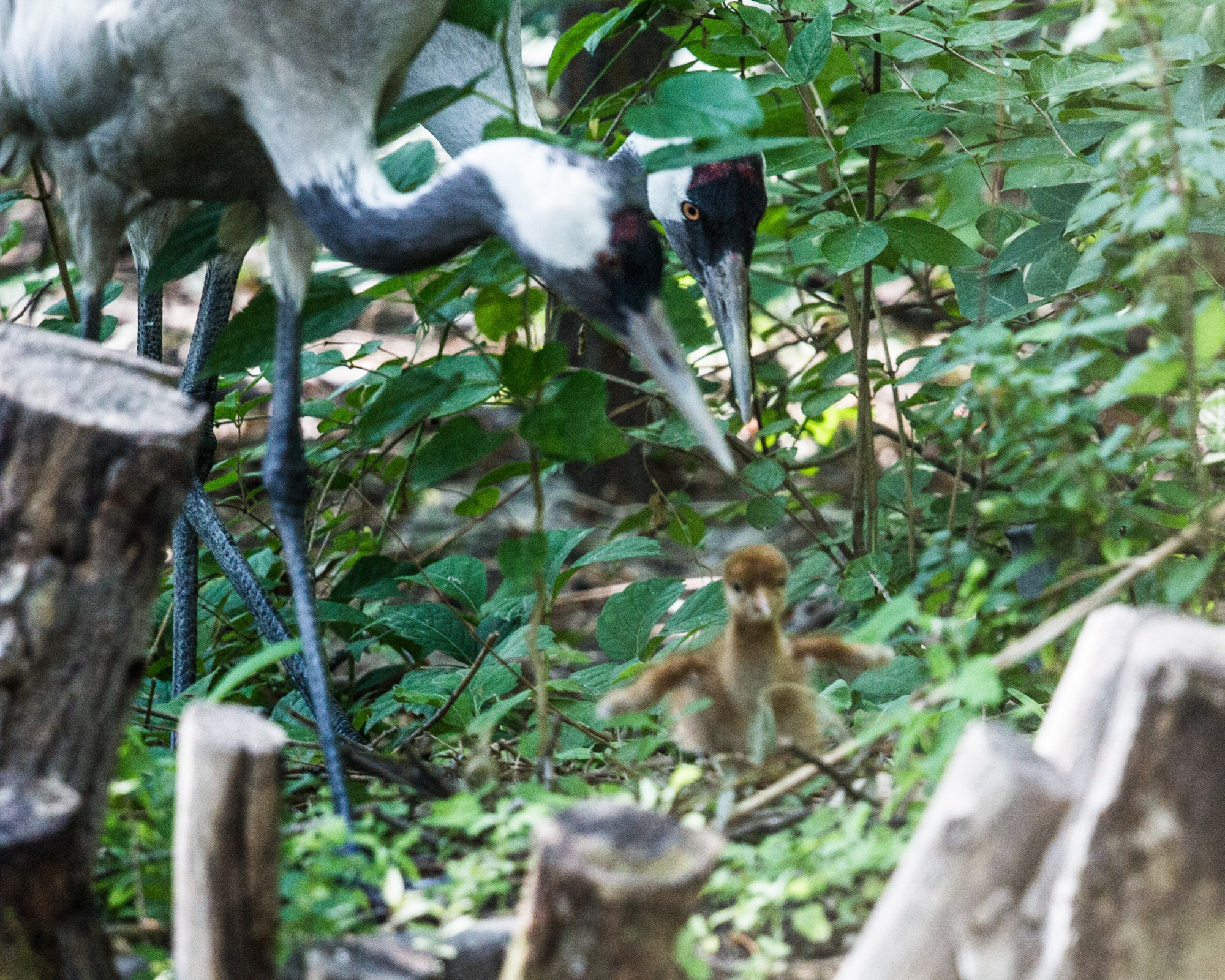 麋鹿苑的灰鹤首次在北京自然繁殖成功!两个小宝宝萌萌哒