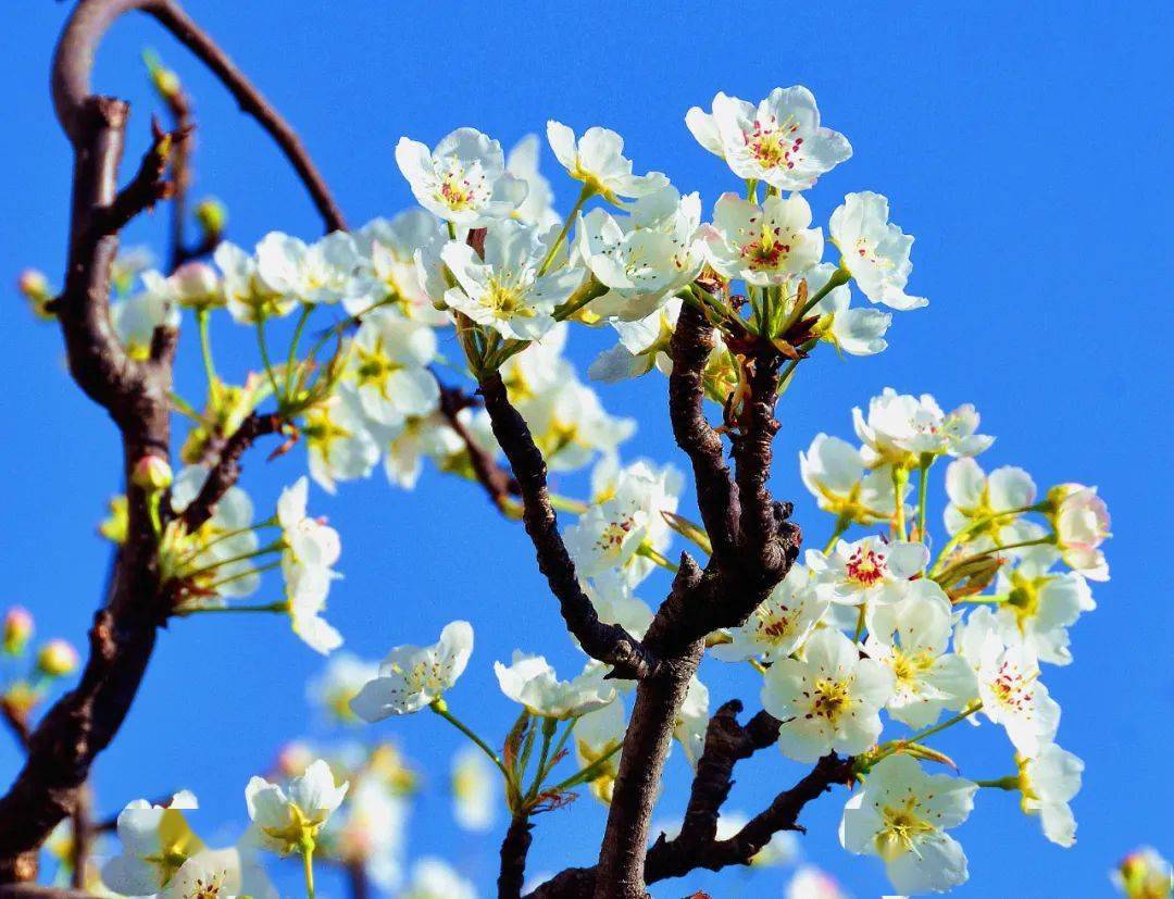 【美丽四川】徜徉梨花溪‖田闻一