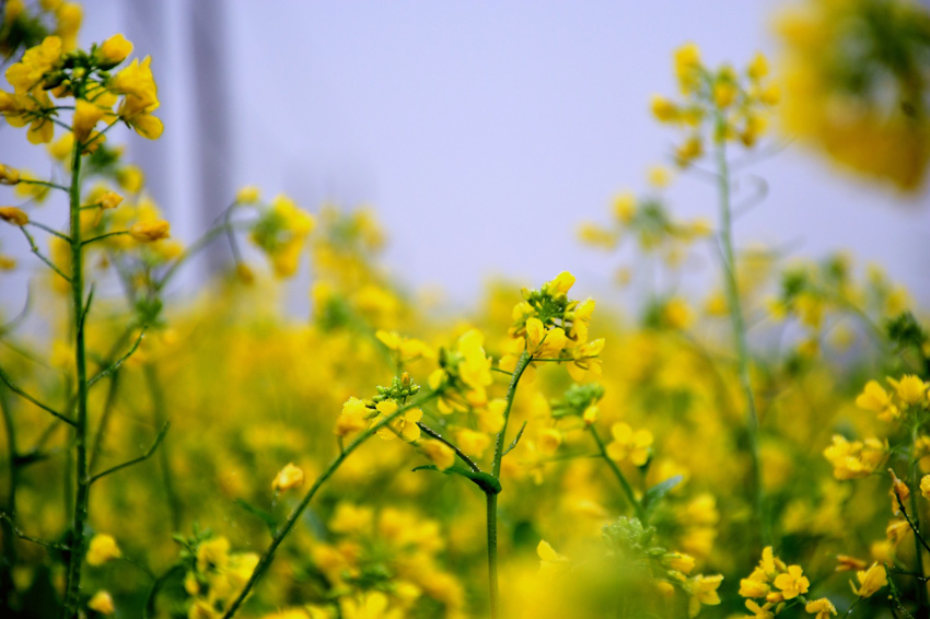 广西宾阳古辣油菜花图片