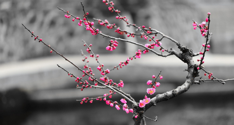 梅花开在什么季节