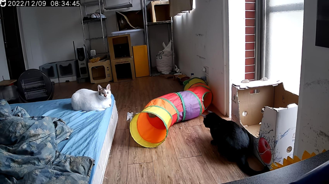主人打开监控,发现猫咪在家盯着一颗猫砂看了整整30分钟 主人打开监控,发现猫咪在家盯着一颗猫砂看了整整30分钟