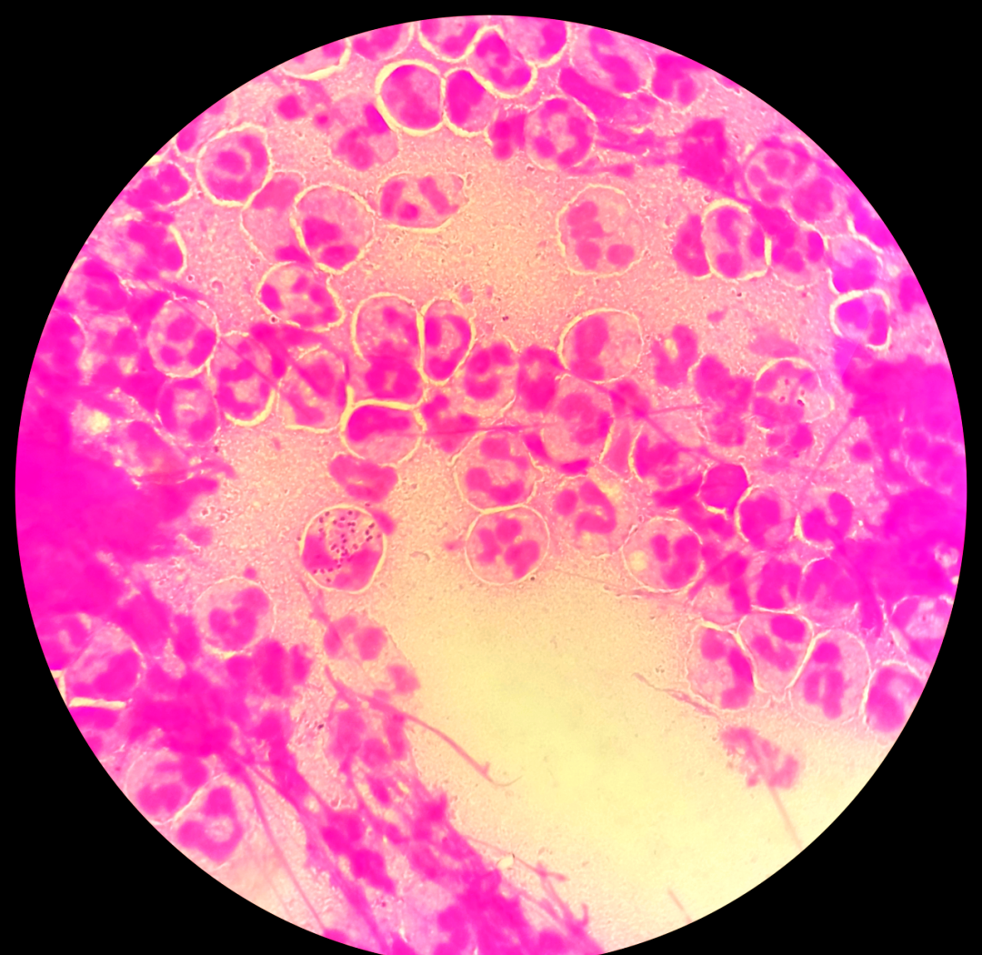 深入探索多种细菌的形态与特征