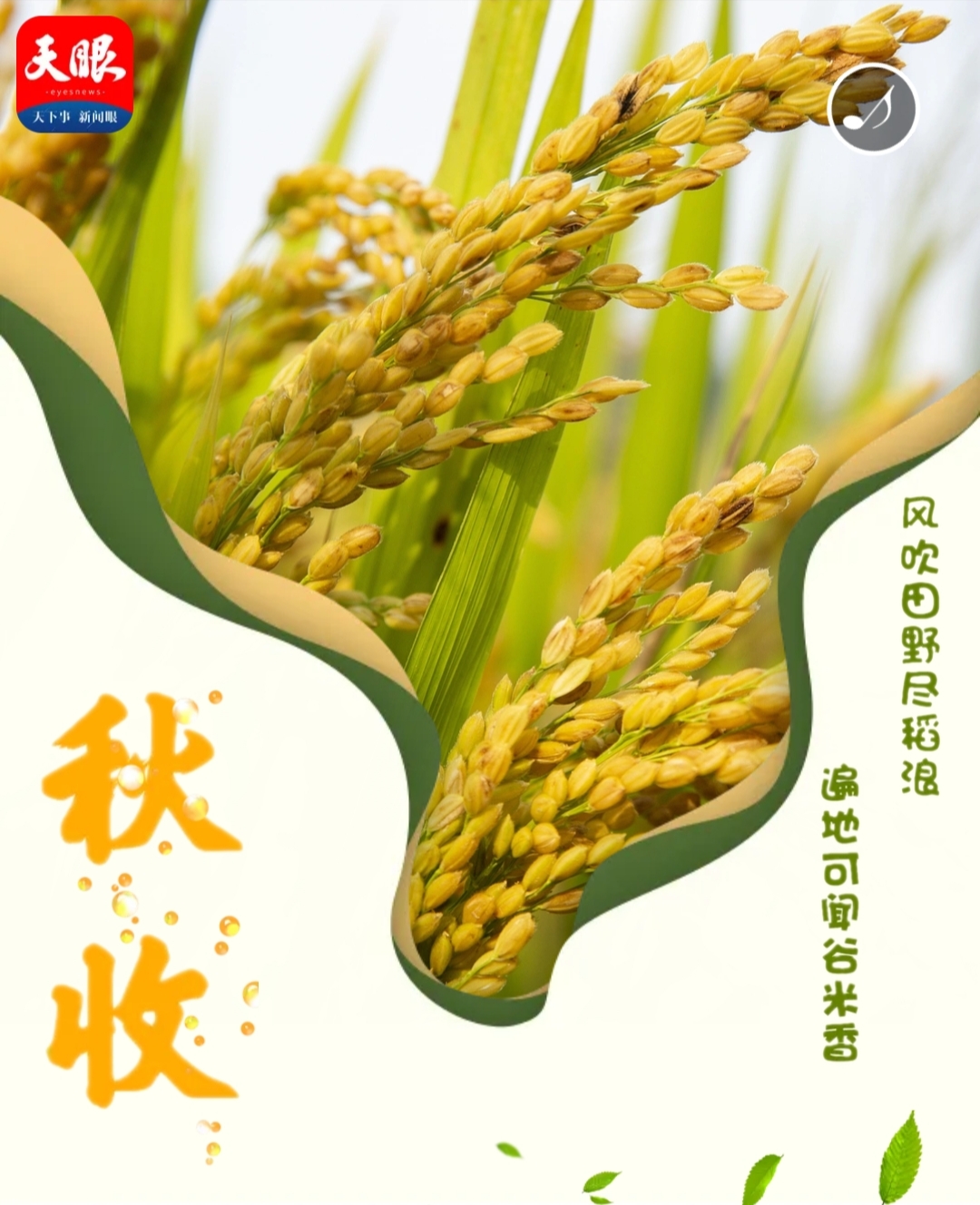 h5|秋至黔东稻浪涌 遍地金黄谷米香