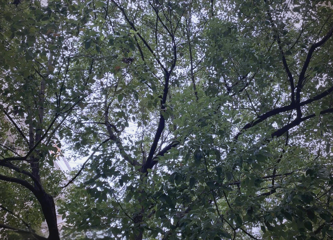 江西樟树天气预报