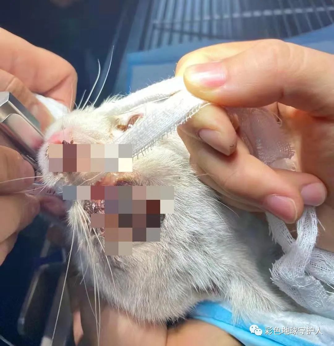 曝光河南郑州一男子无故暴打白猫致猫咪眼球摘除!