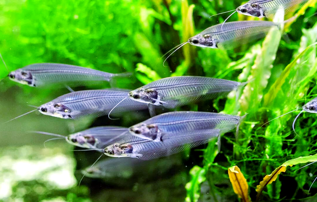 咖啡玻璃猫:一种独特且广分布的观赏鱼