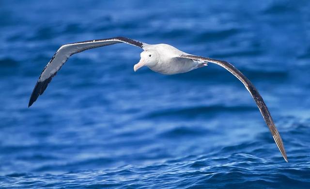 死鳥重生成了無人機之後將和鳥群一起飛不知道別的鳥能否發現它早死了