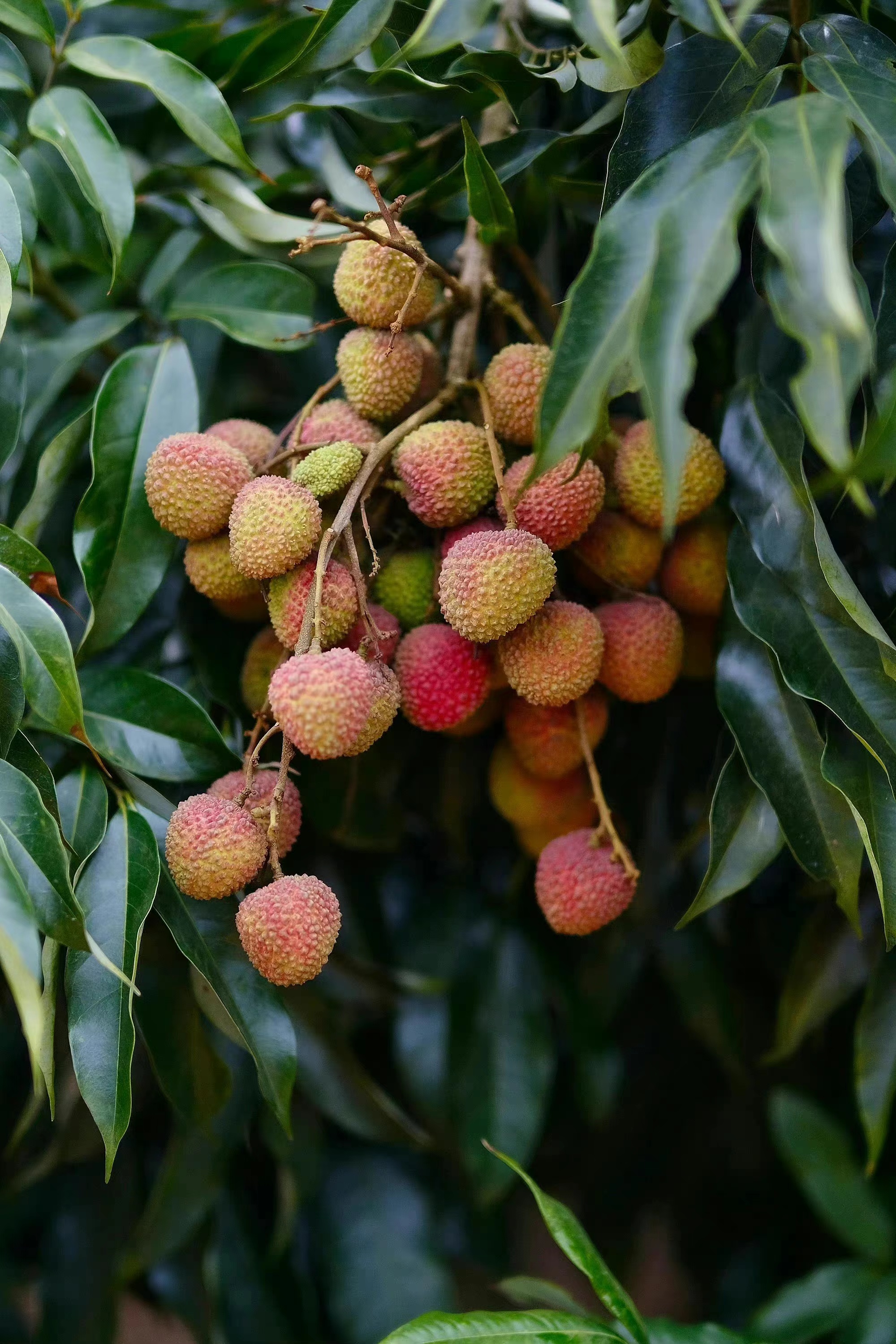 夏天应季水果如何选择?怎么选到新鲜好吃的水果?教你几招秒学会
