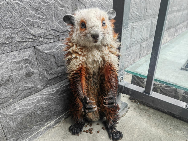 论神农架动物的安全感|中华鬣羚,红白鼯鼠今天有话说