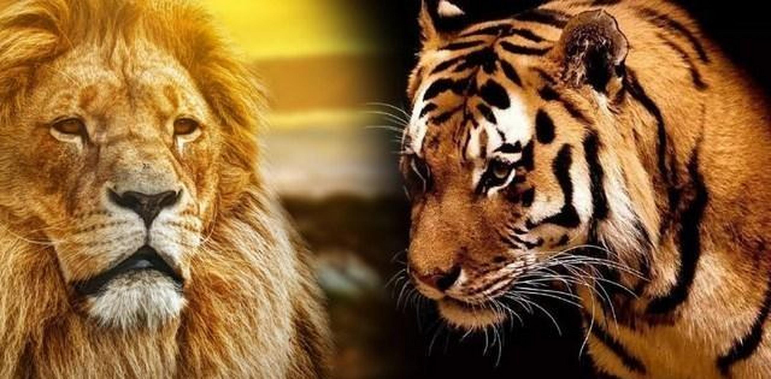 1946年,英国人为了论证狮子才是万兽之王,将一头雌性苏门答腊虎和一头