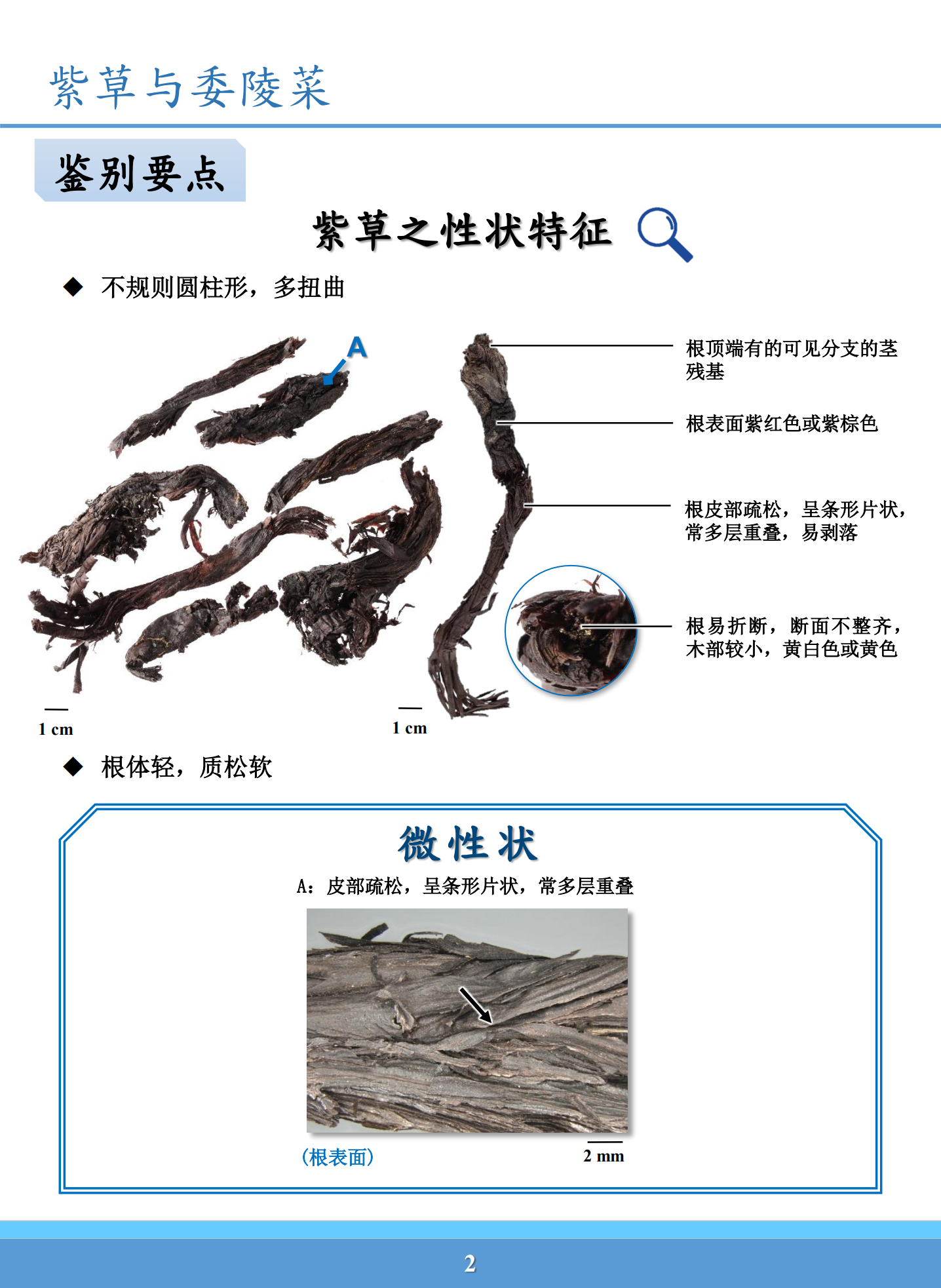 紫草的真假图片图片