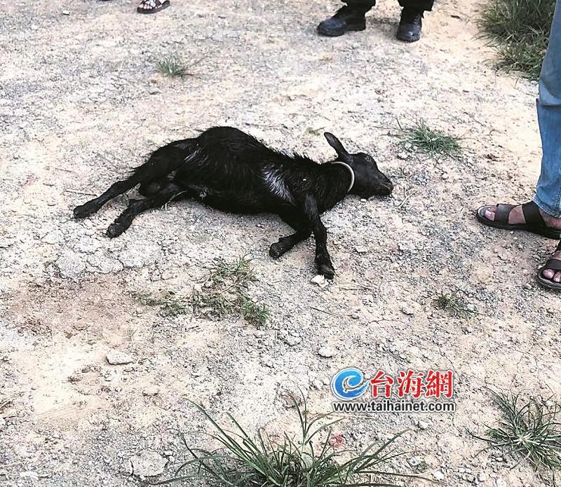 被蟒蛇吞食又吐出的黑羊