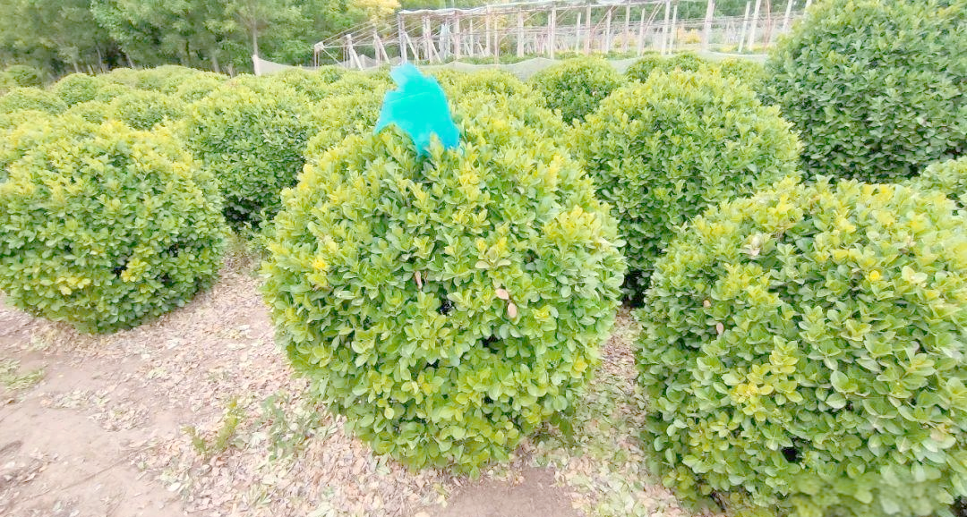 花卉苗圃基地