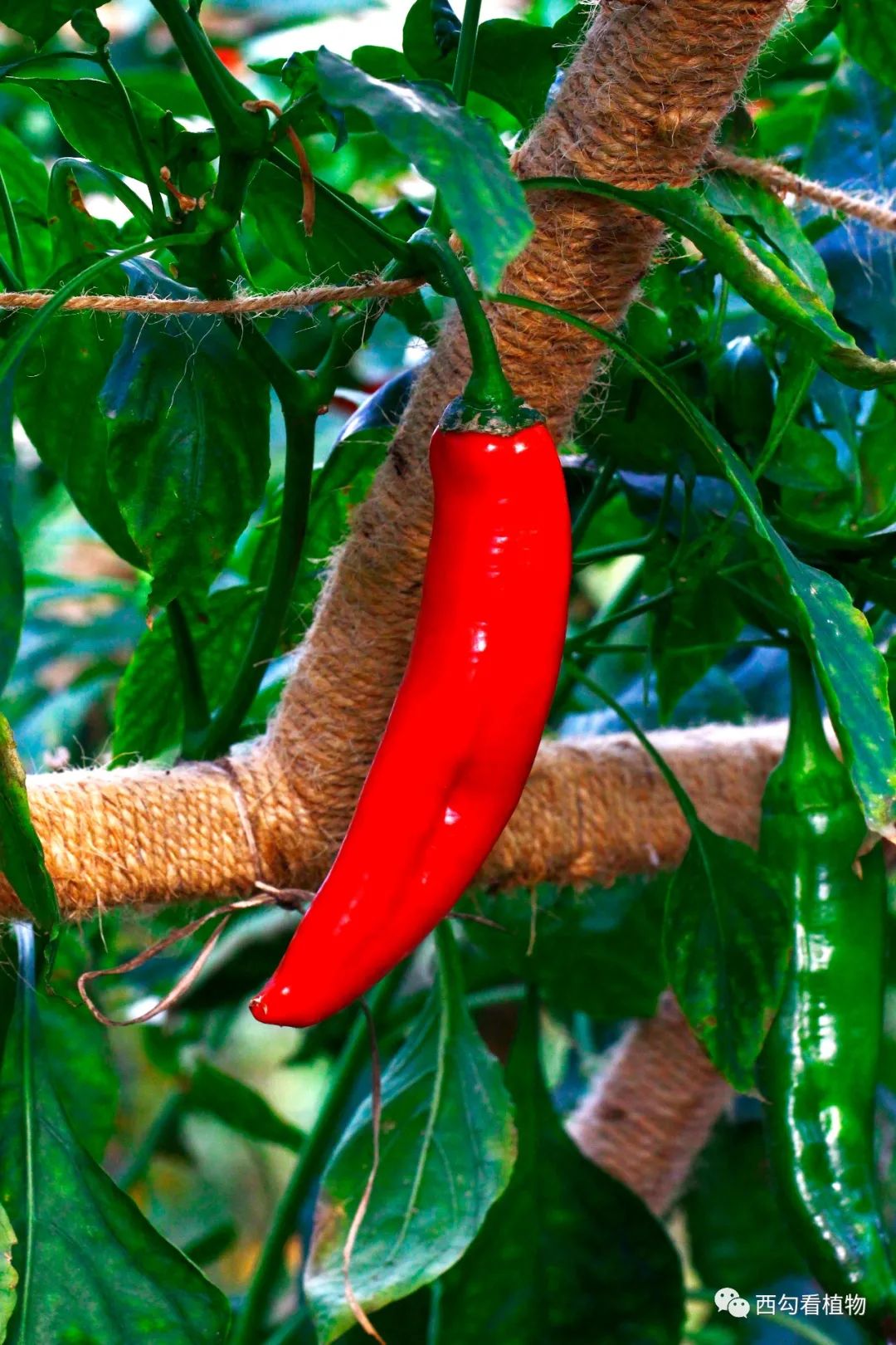 辣椒 capsicum annuum