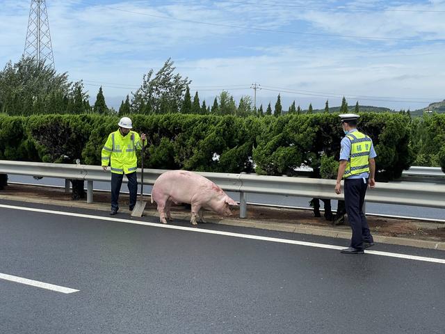 视频|两头肥猪高速路上"越狱"有人"趁火打劫"停车捡猪