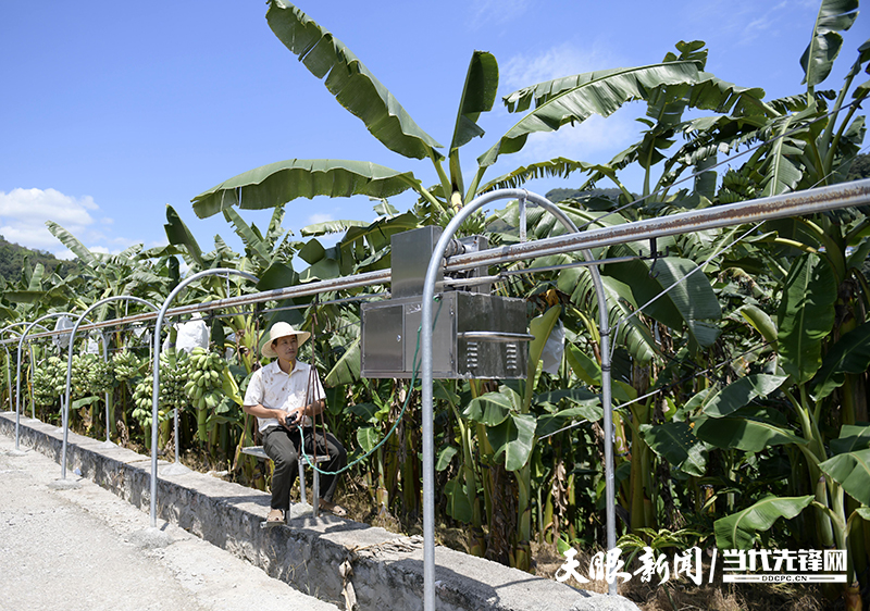 册亨糯米蕉丰收:金果累累幸福满满