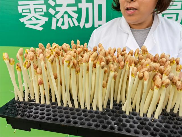 水培花生芽的种植方法