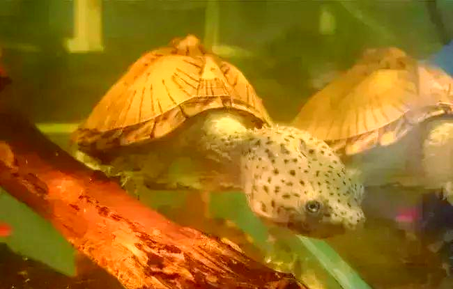 世界上众多凶猛的乌龟,棱皮海龟以锋利咬合力闻名