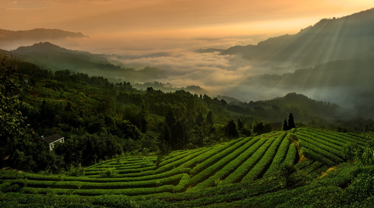 峨眉山茶入选中欧地理标志协定首批保护名录