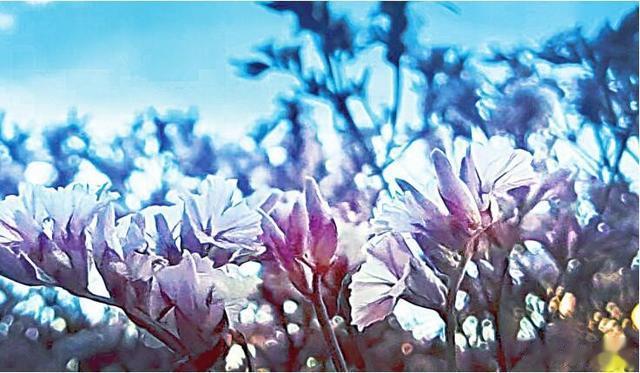 "太空花"将首次走进大庆市民家