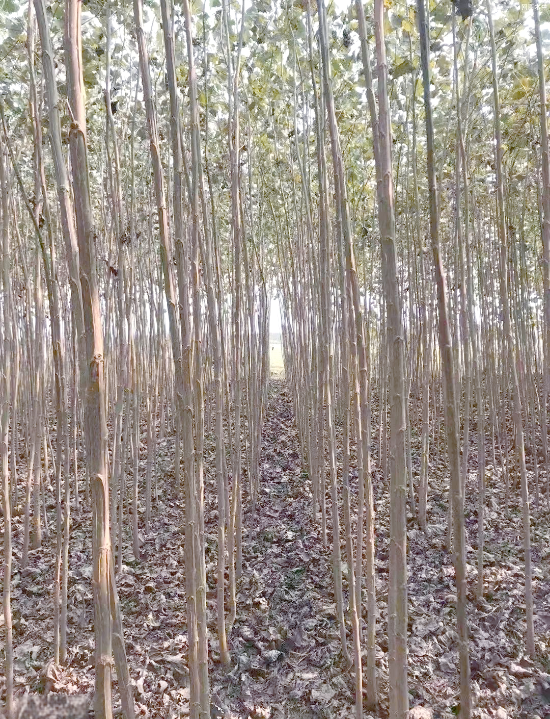 新品种杨树苗的介绍与特点概述