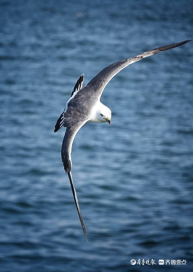 海面上飞行的海鸥