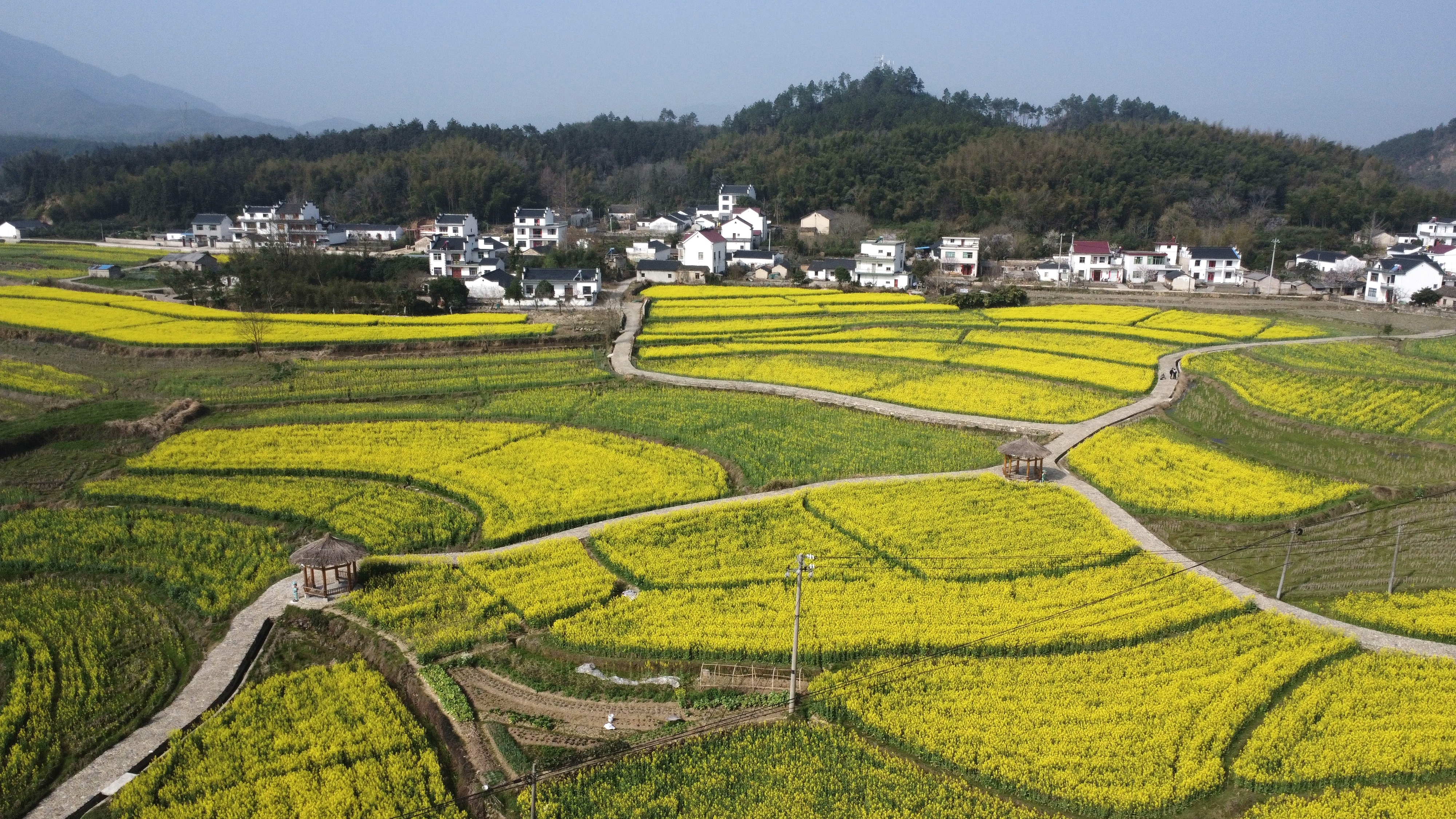 黄山区新丰乡图片