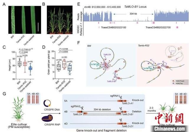 nature重磅!中國科學家團隊研發基因編輯小麥,既抗病又高產