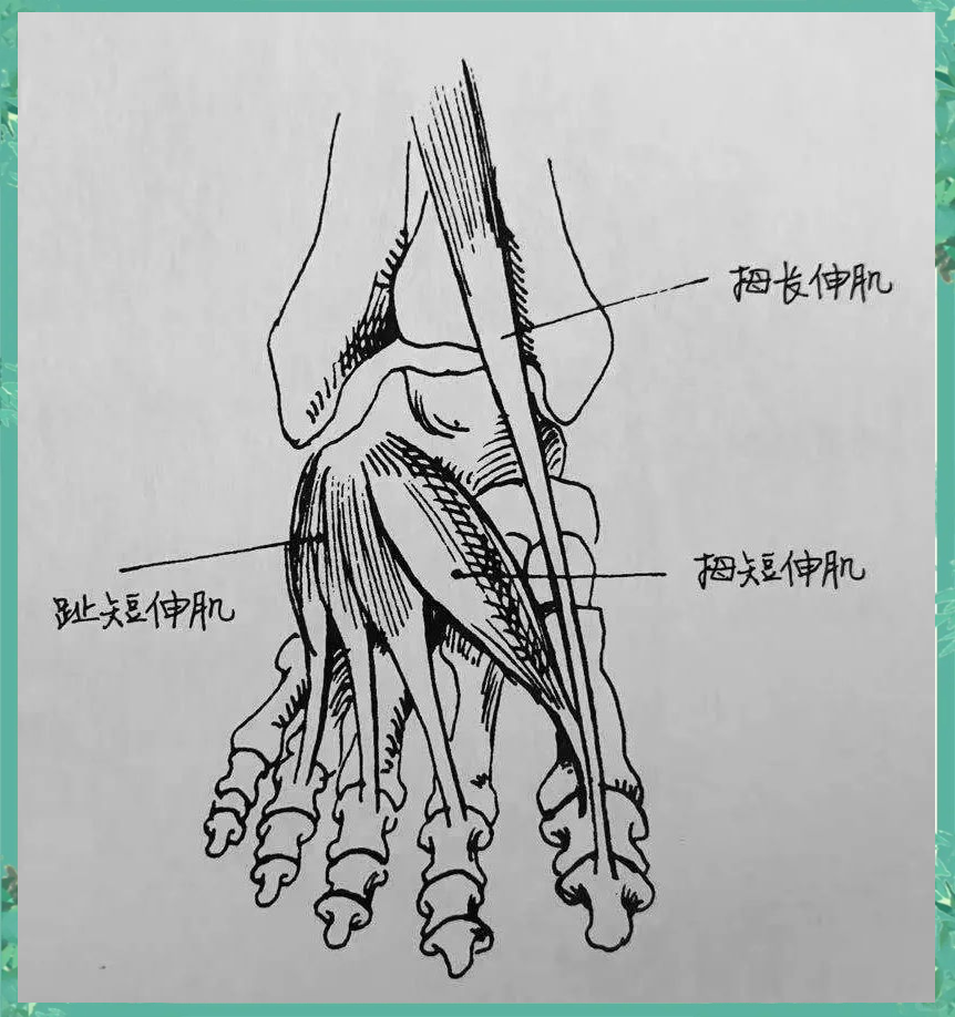 脚部结构全面解析