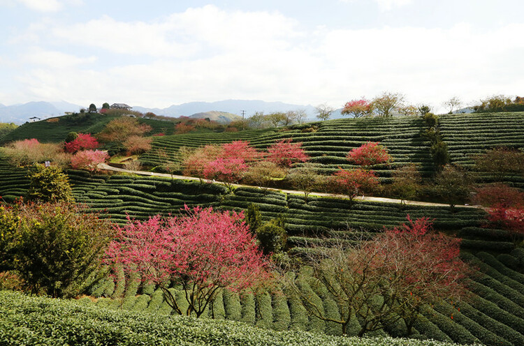 福建漳平举办樱花(福)文化旅游节 万株樱花连片开