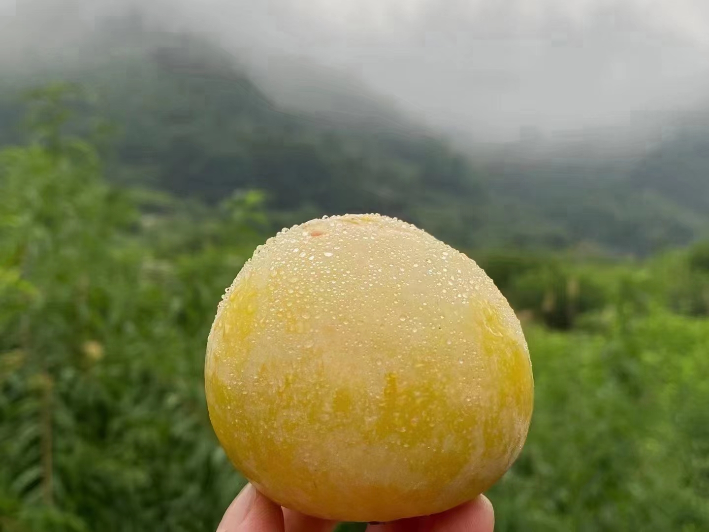粤北乐昌清甜爽口的黄金奈李