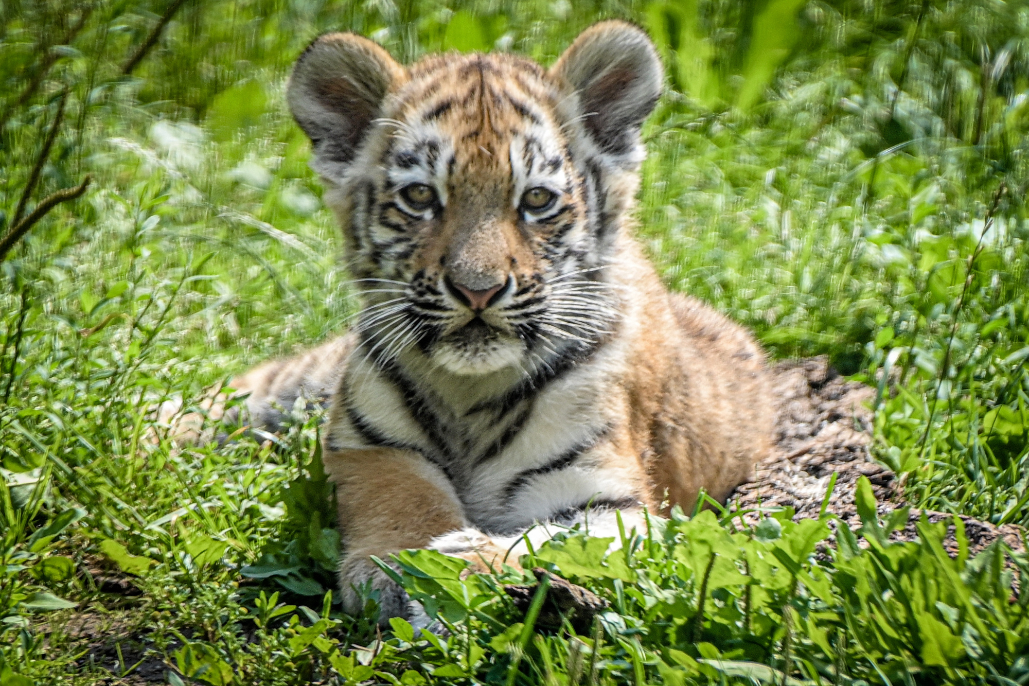 (10)杜伊斯堡动物园的小老虎