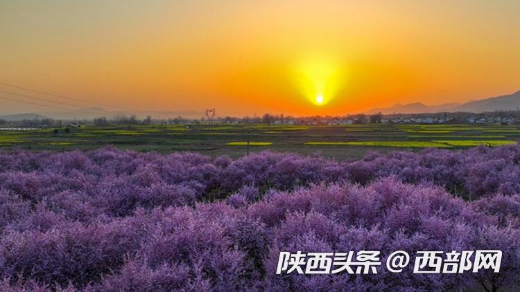 春天里的陕西丨汉中勉县:万亩油菜花灿烂盛开 美不胜收