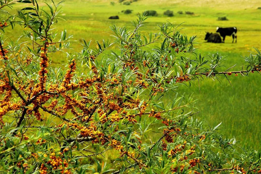 "右玉沙棘"证明商标成功注册