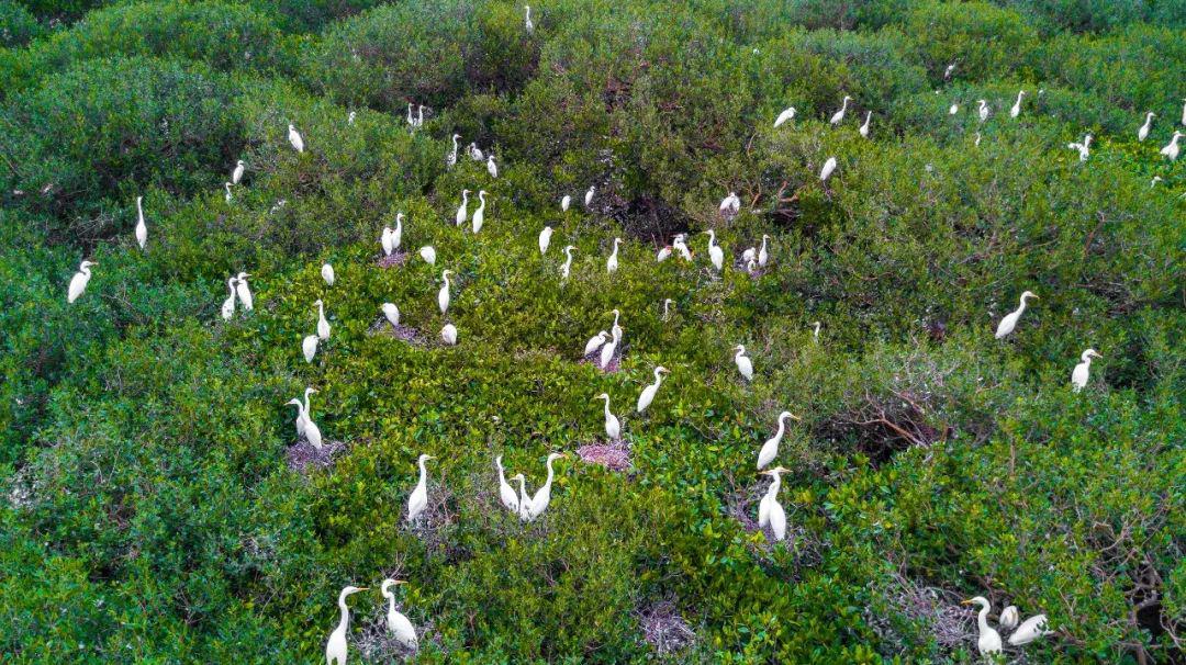 17种候鸟共计3万余只 白露一过 秋深静美 找个时间来红树林 一起看