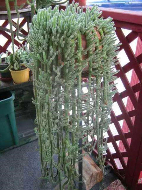 多肉品种:白羊宫,白檀柱,虎刺梅,碧光环,红花韧锦