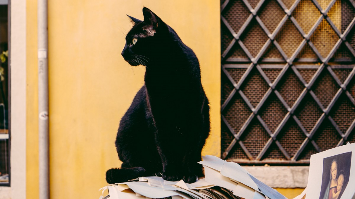 中华田园猫|黑猫|养黑猫后每天都在找猫?