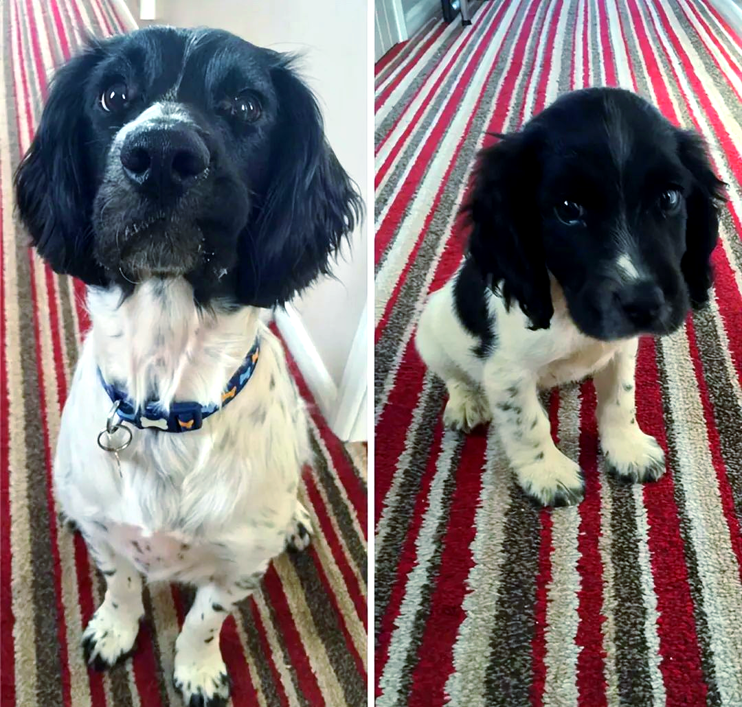 狗狗成长前后对比:众多可爱的照片,见证它们的变化!