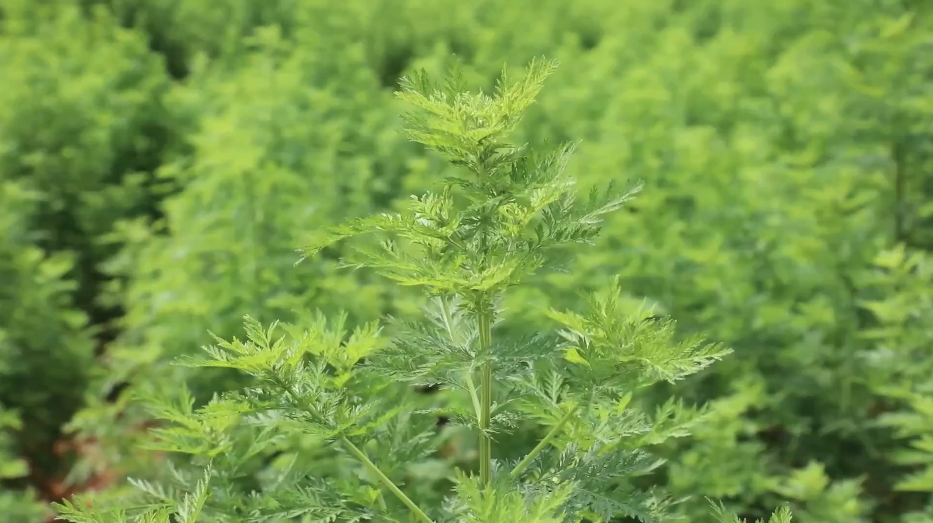 湖南道县:万亩青蒿成为致富草