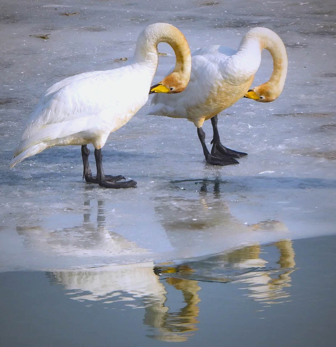 400只大天鹅齐聚大洋河,摄影爱好者争相拍摄