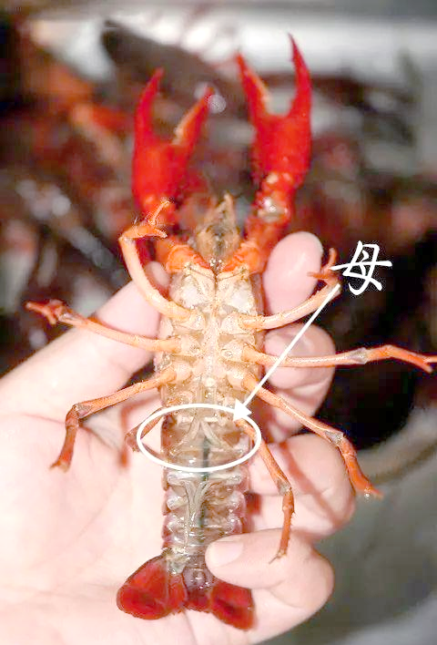 而公的小龙虾,其虾脚下的第一对颜色较为深邃,同时,虾腹部分则呈现出