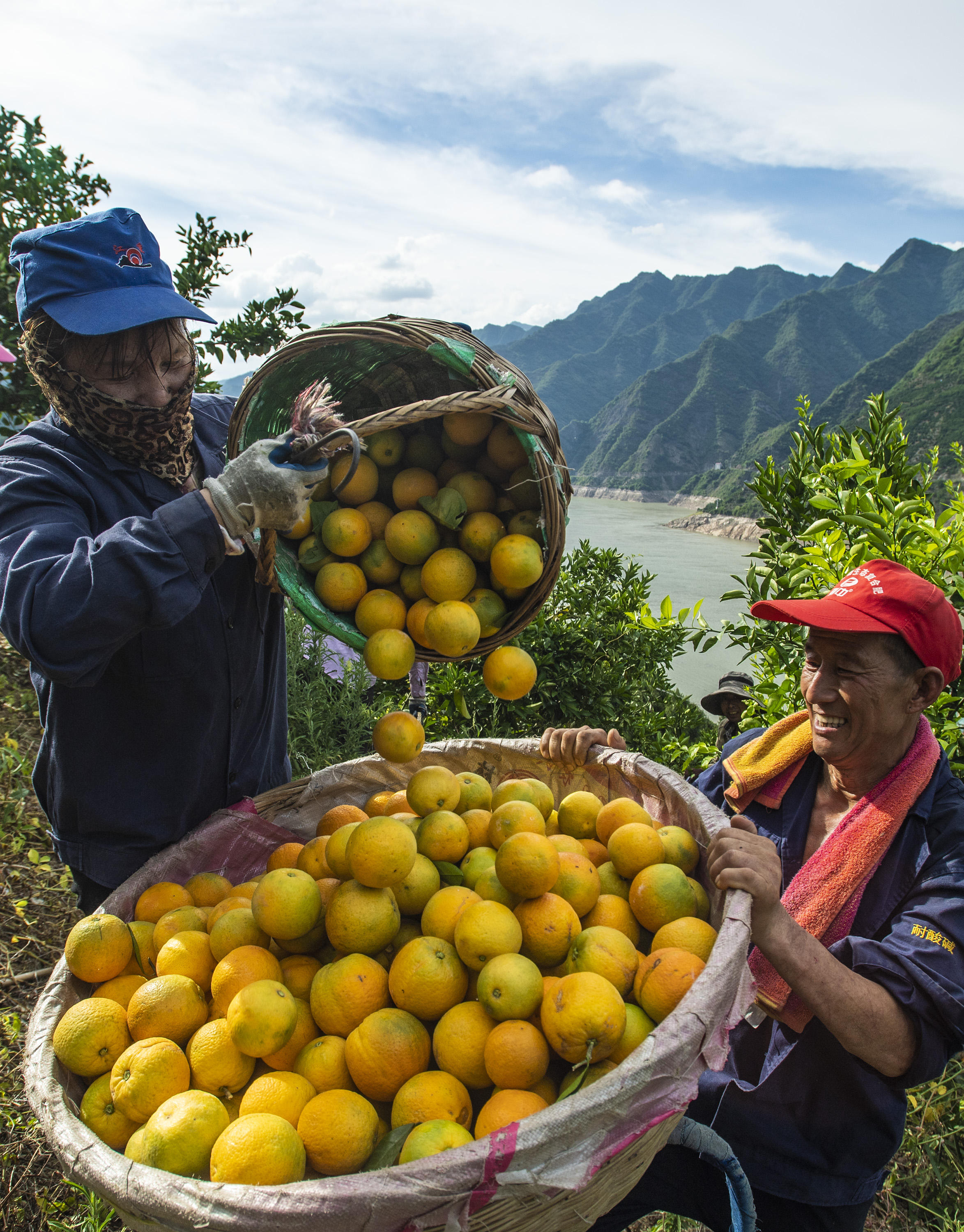 湖北秭归:夏橙丰收上市