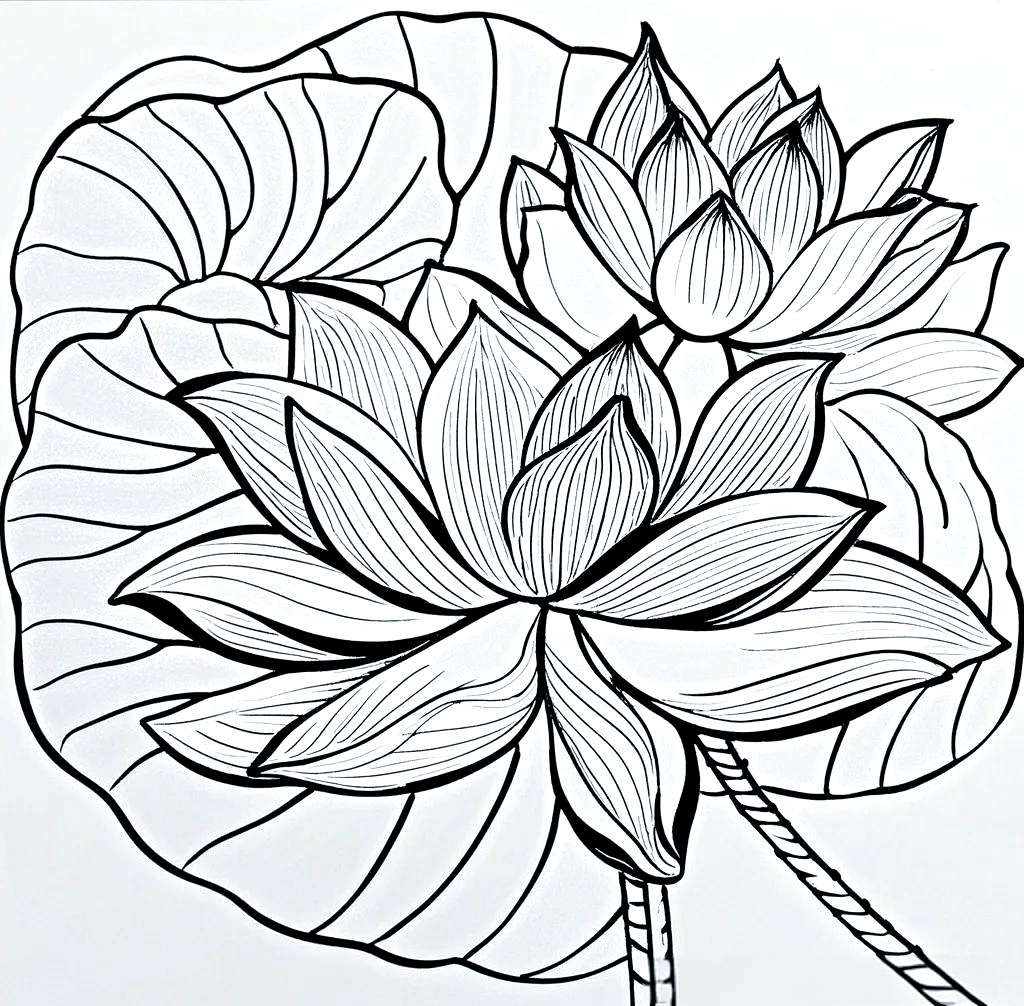 荷花简笔画教程:从基本技巧到高级绘制,值得一试!