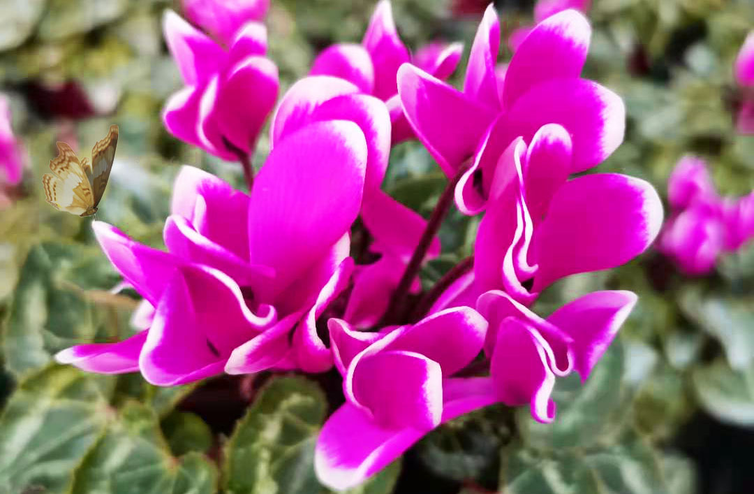 仙客来休眠后怎样养护?