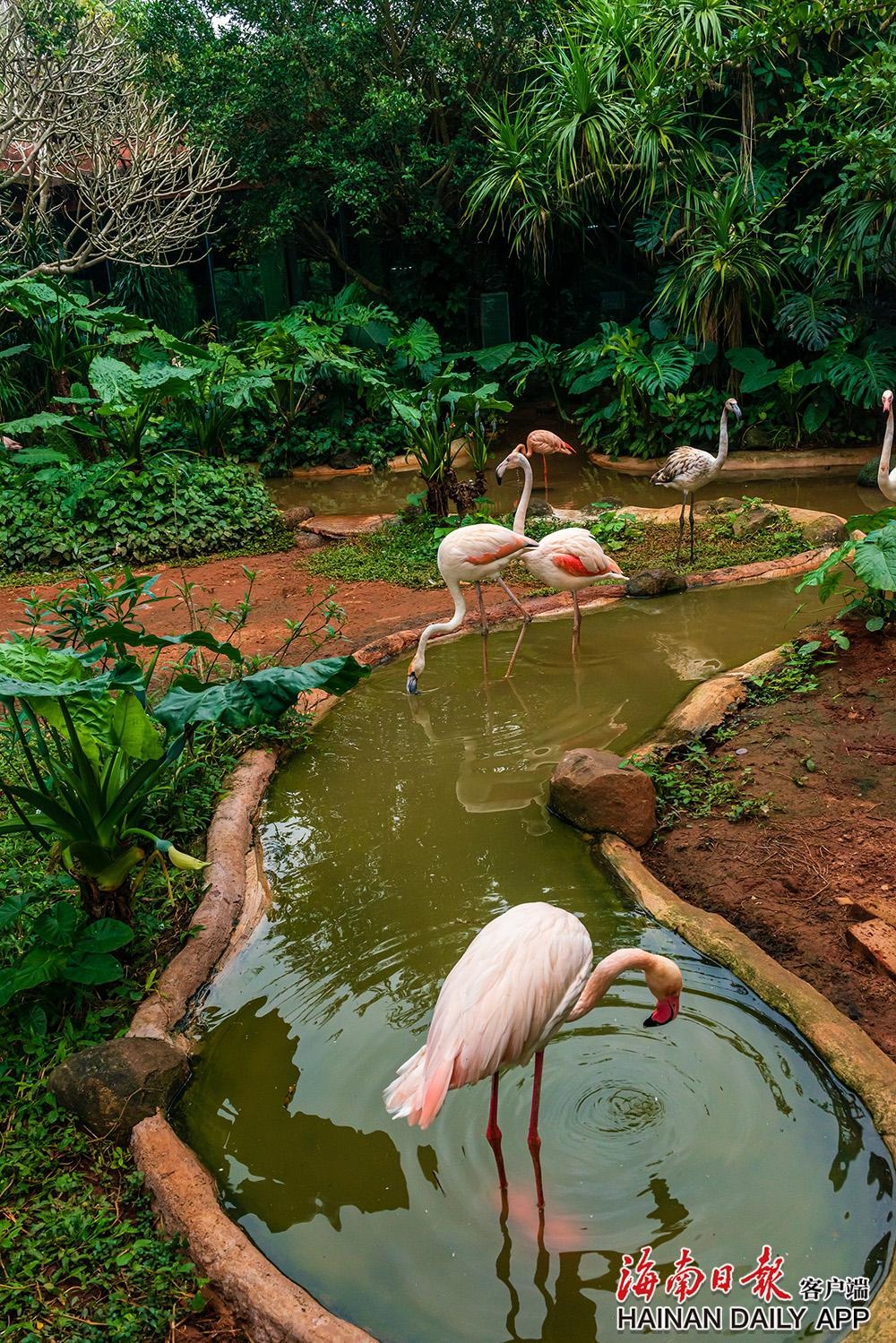 海口市热带野生动物园图片