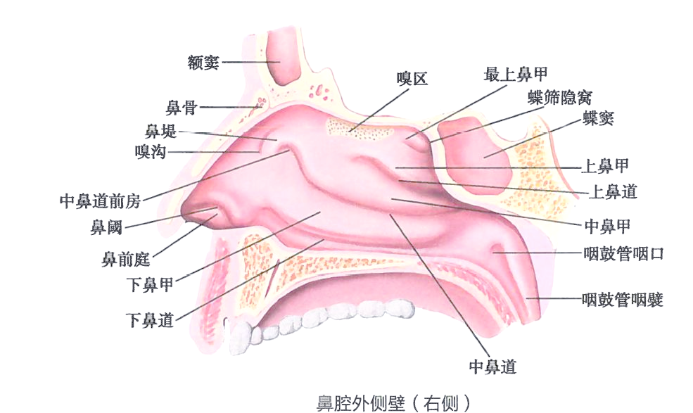 鼻的详细解剖知识
