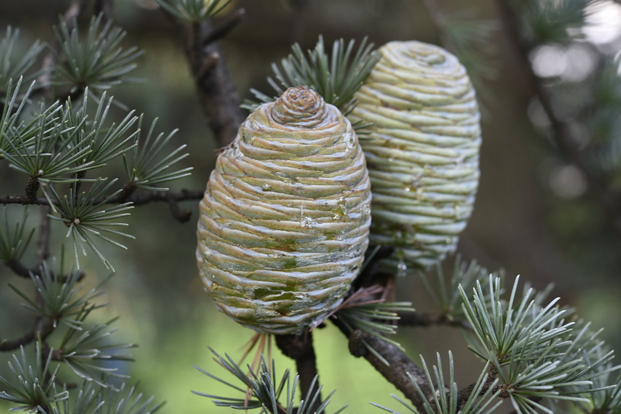 研究发现干冷气候环境成就裸子植物多样化