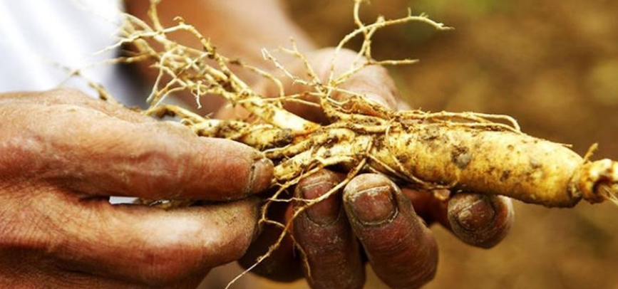 为何挖人参要绑红绳,真的成精会跑?挖参人一席话解开多年疑惑
