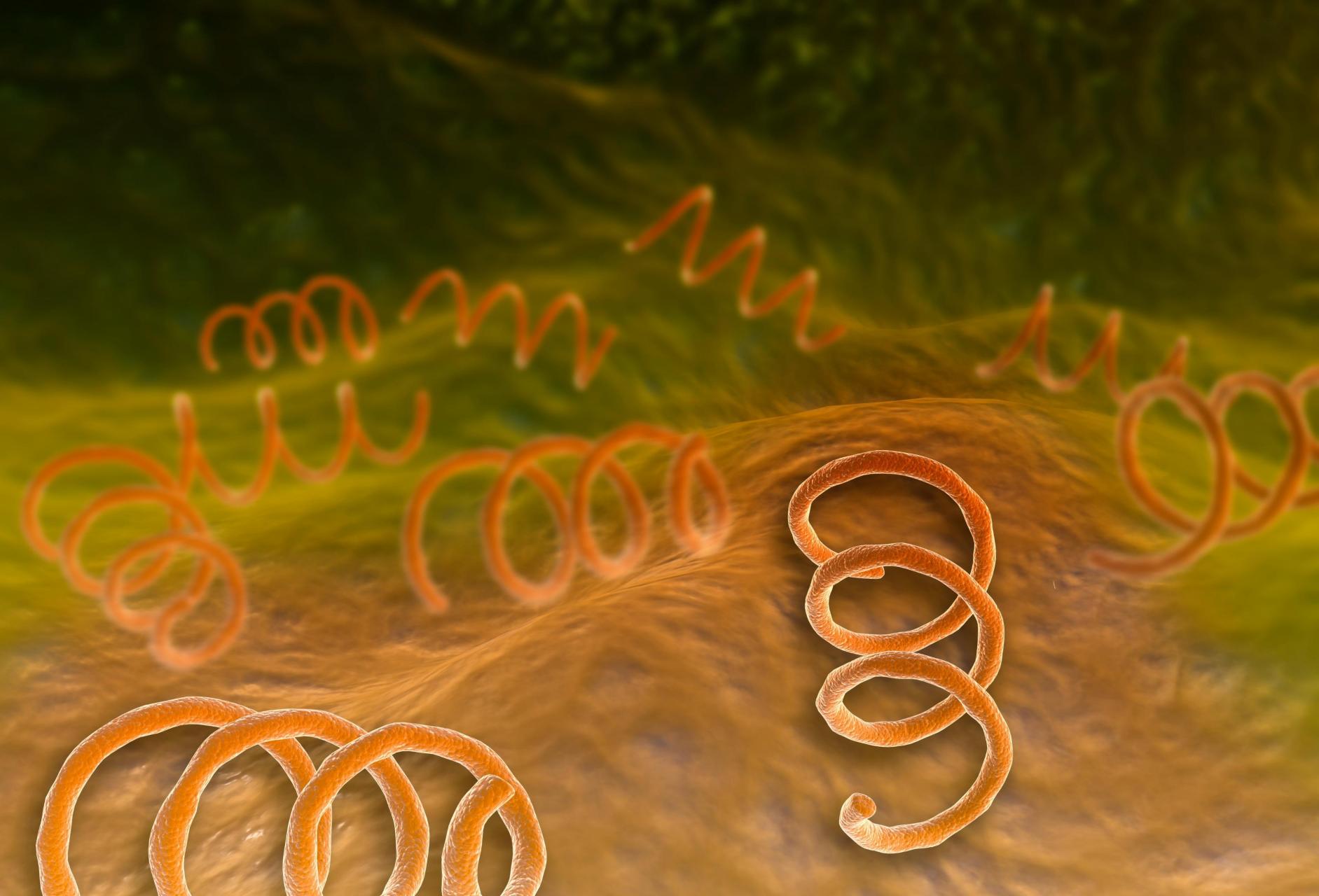 梅毒是由梅毒螺旋体感染所致的一种系统性,慢性性传播疾病,可引起人体