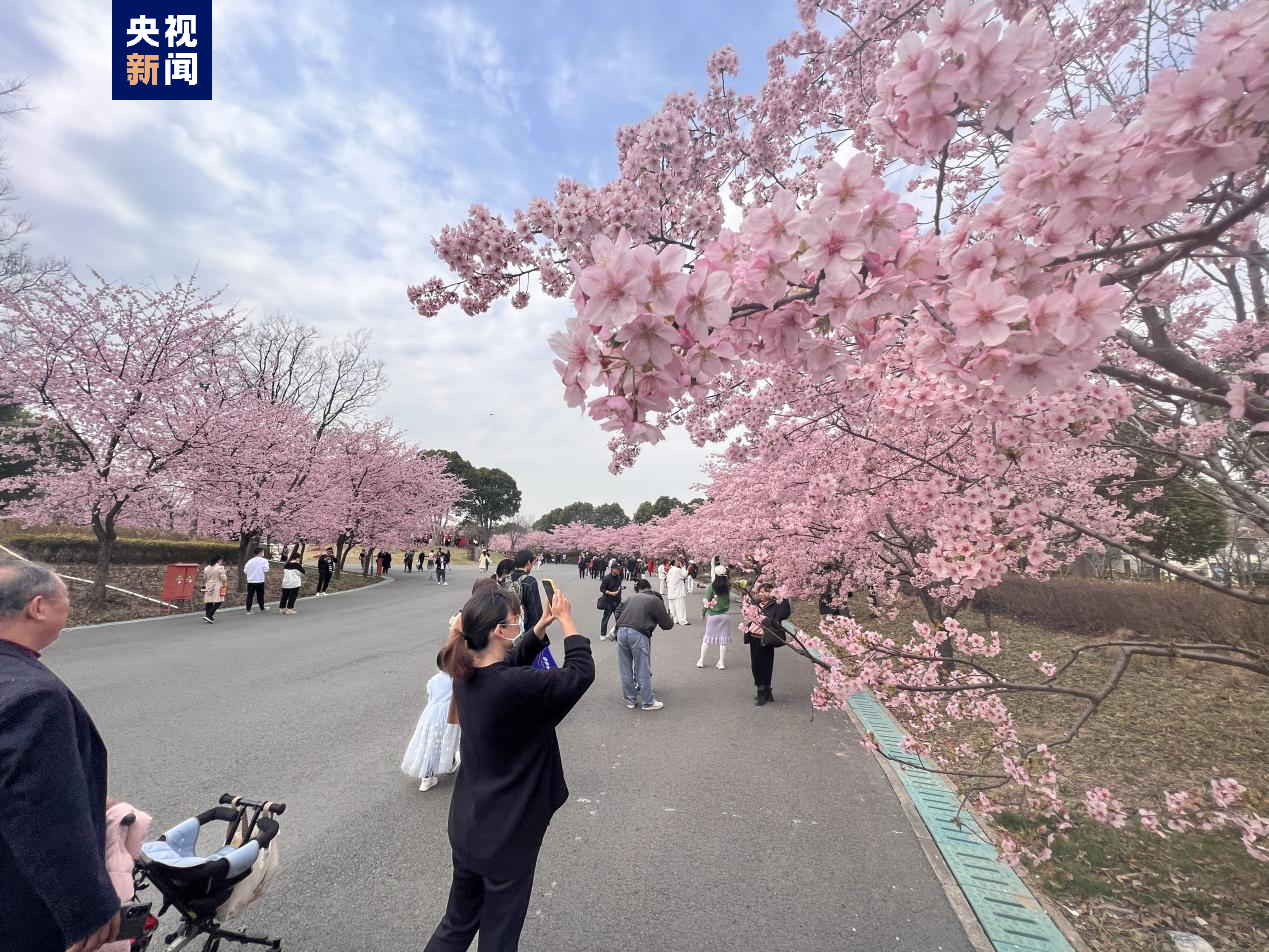 上海樱花节3月15日开幕 21项系列活动等你来打卡